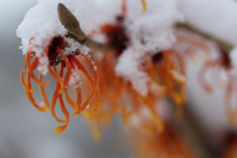 witch hazel, bush, winter, snow, close-up, cold temperature HD wallpaper