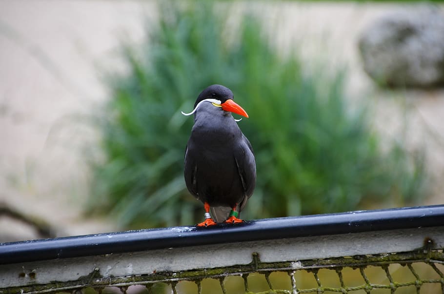 Inca Tern, Larosterna Inca, Inca, Tern, bird, animal, nature HD wallpaper
