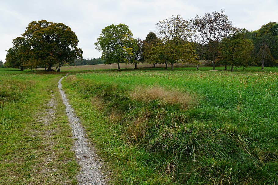 meadow, field, tree, landscape, green, away, walk, plant, grass HD wallpaper