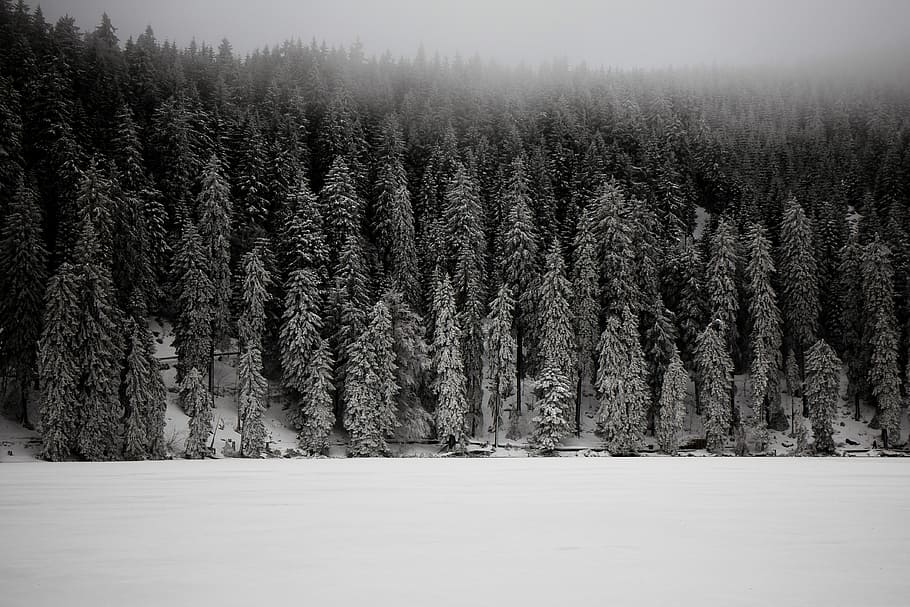 grayscale photo of snow covered pine trees, grayscale photography of forest, HD wallpaper