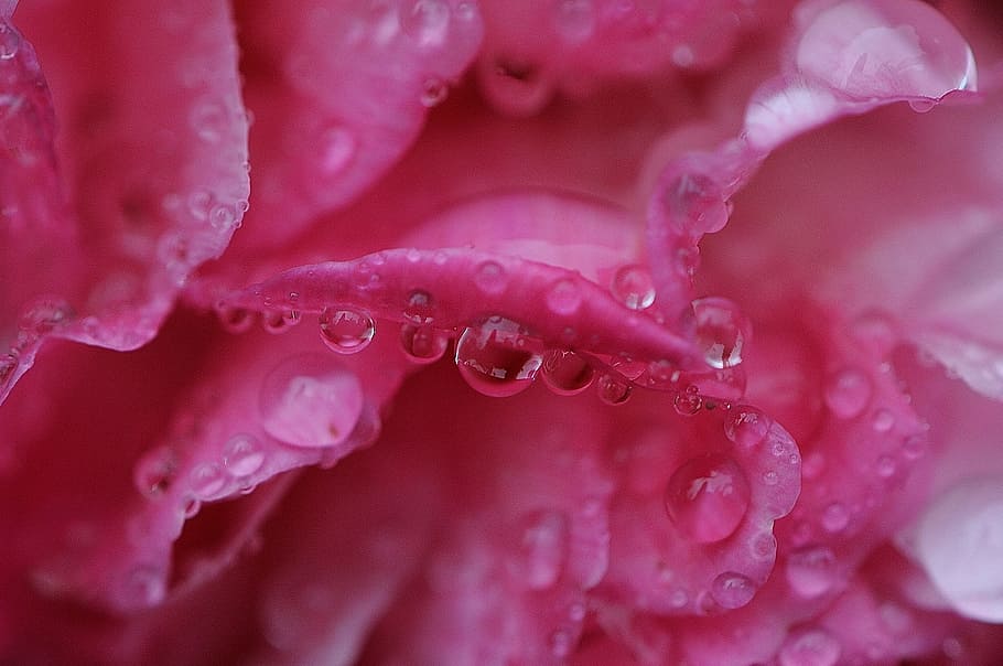selective focus photography of pink rose flower with water dew HD wallpaper