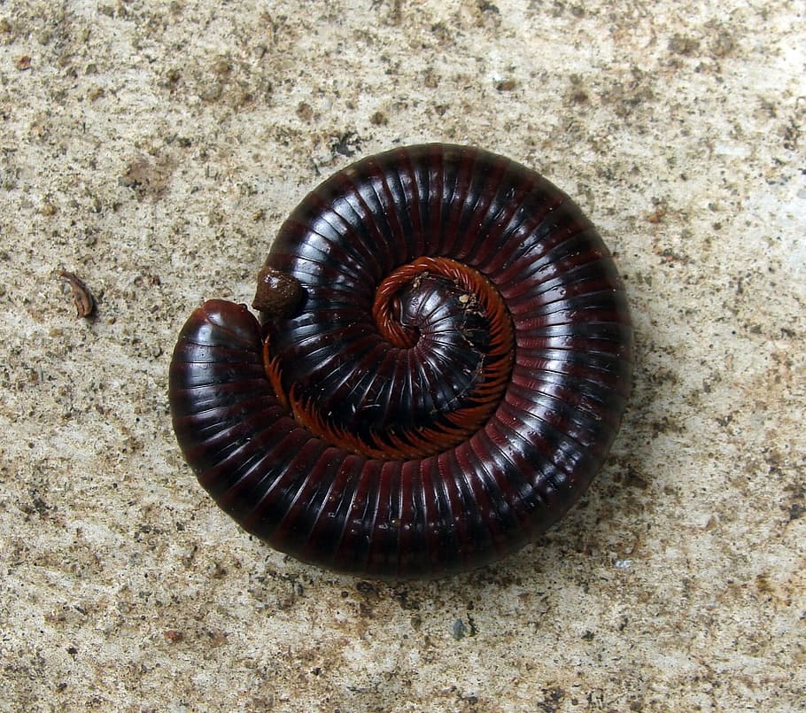 worm, millipede, curled, insect, bug, macro, brown, arthropod HD wallpaper