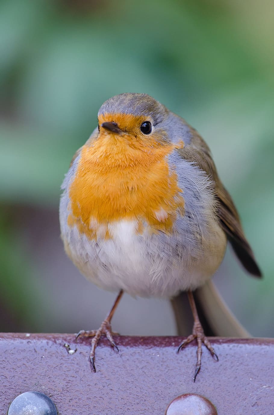 yellow and brown bird on red concrete, robin, fat, songbird HD wallpaper