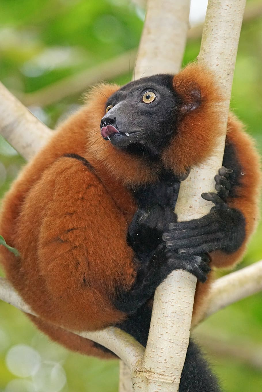 animals, primate, lemur, rainforest, red vari, wildlife, nature HD wallpaper