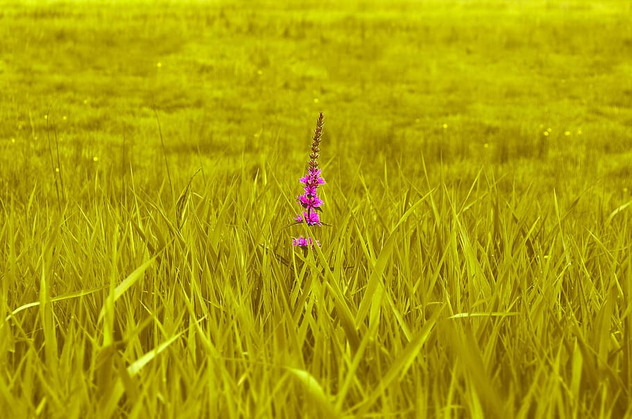 meadow, green, grass, nature, field, blade of grass, landscape HD wallpaper