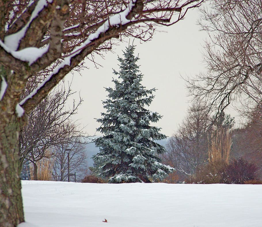 photo of trees on snow field, evergreen, christmas, xmas, winter, HD wallpaper