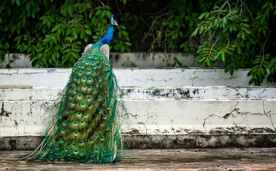 green and blue peacock on stairs, Bird, Plumage, Feather, peacock feather HD wallpaper