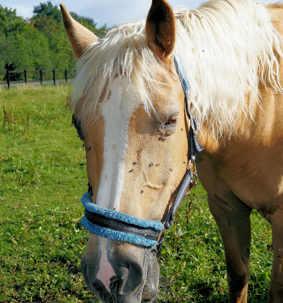 horse, horse head, pferdeportrait, eyes, saddle horse, fur, HD wallpaper