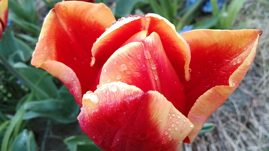red, flower, dew, flowering plant, freshness, growth, beauty in nature HD wallpaper