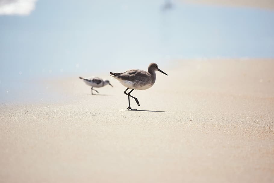 two birds walking on ground, gray and white seagull in seashores HD wallpaper