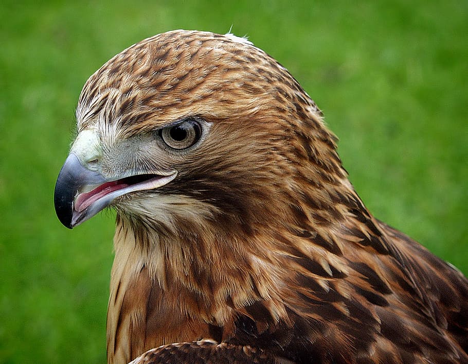 brown Falcon in close-up photography during daytime, eagle HD wallpaper