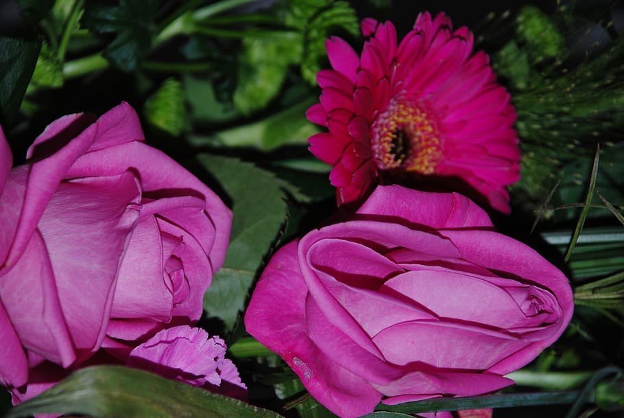 nature, flower, sky, leaf, pink, summer, flora, rose, flowers HD wallpaper