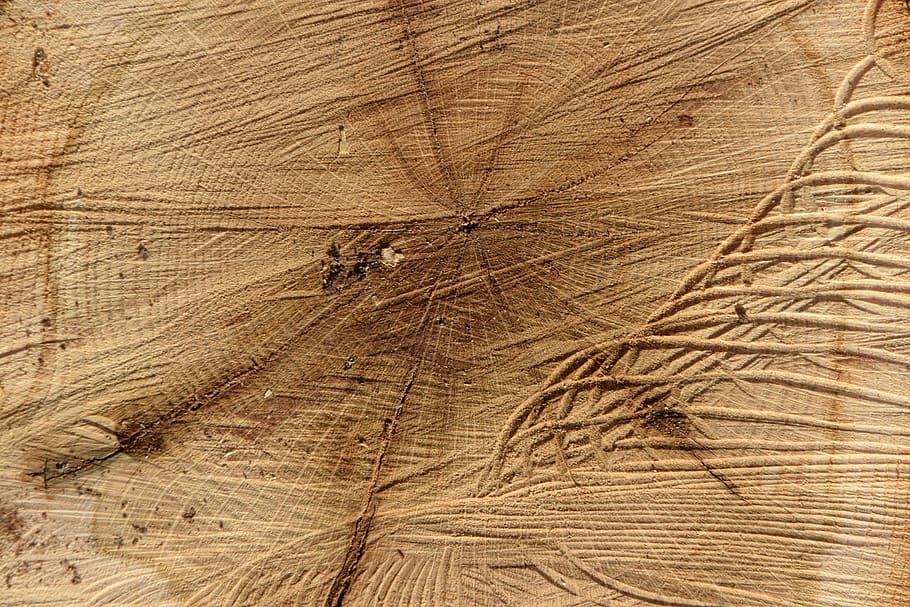 log, structure, wood, macro, close up, tribe, strains, thicker stem HD wallpaper