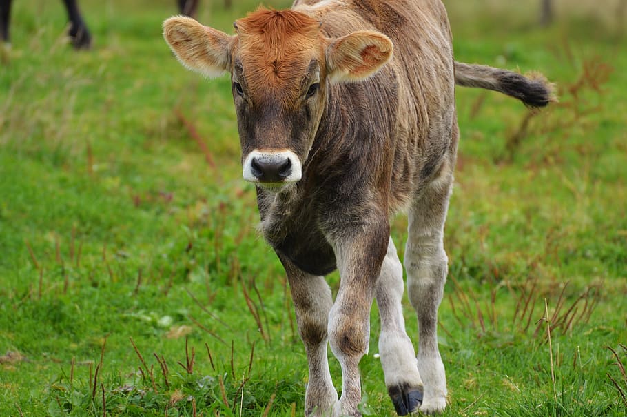 cows, allgäu, cute, ruminant, dairy cattle, pasture, animal HD wallpaper