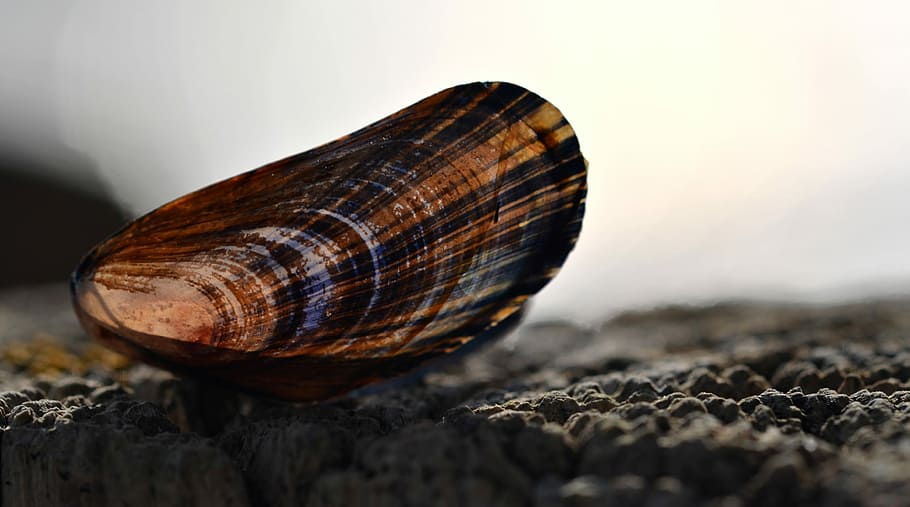 Shell, Beach, Sand, Mussel, summer, stripes, one animal, close-up HD wallpaper