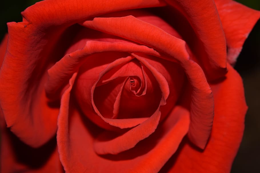 rose, red, blossom, bloom, close, petals, rose bloom, flower HD wallpaper