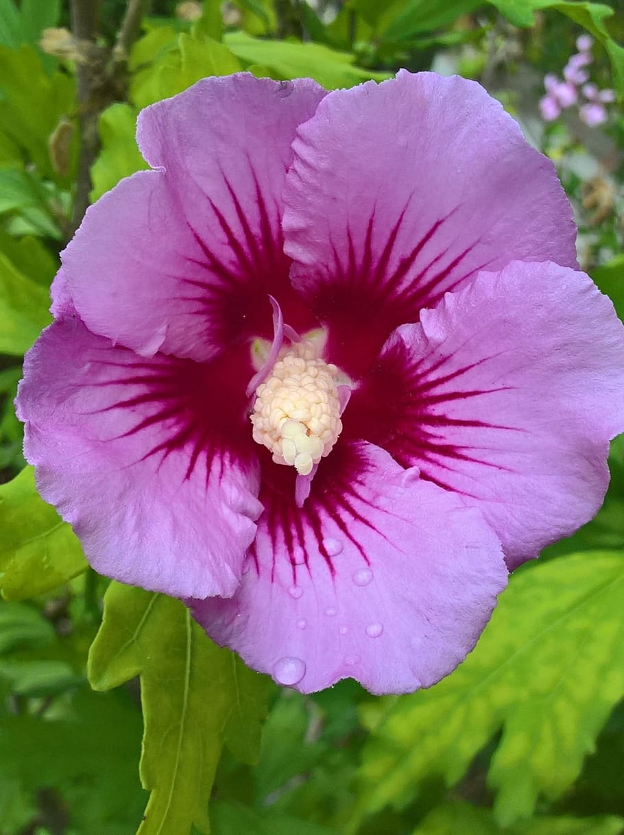 altea, violet, flower, summer, flowering plant, freshness, petal HD wallpaper