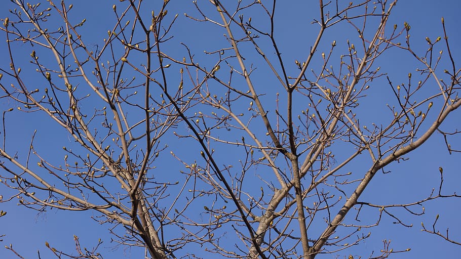 Spring, Buds, Branches, Maple, deciduous tree, blue, clear sky HD wallpaper