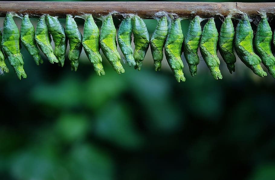 photo of bunch of green pupa on brown stick, cocoon, cocoon butterfly, HD wallpaper