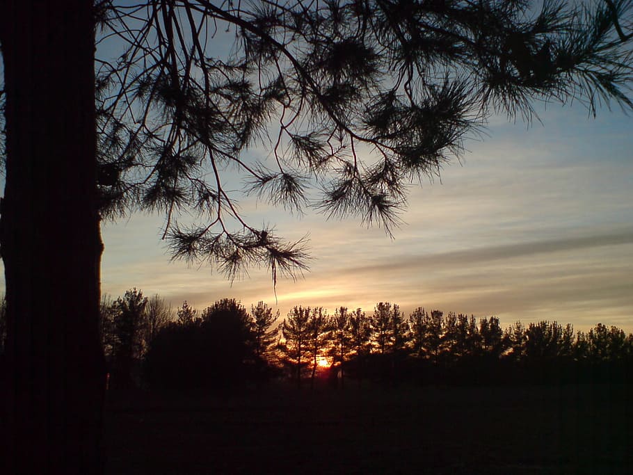 sunrise, sky, nature, tree, plant, silhouette, sunset, tranquility HD wallpaper