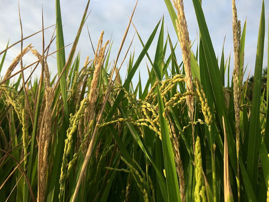 meter, rice, plant, agriculture, cereal plant, crop, growth HD wallpaper