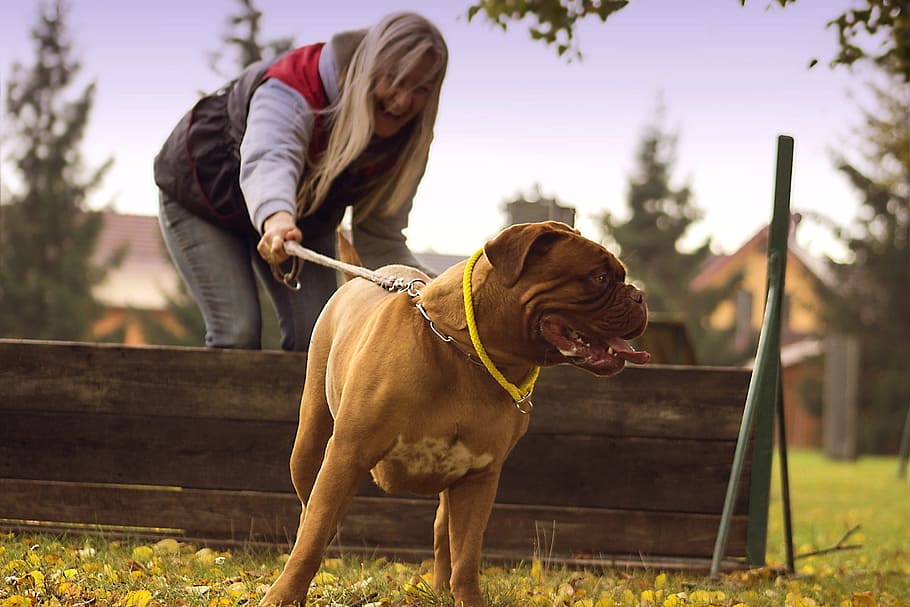 bordeaux, dog, mastiffs, background, french, portrait, cute HD wallpaper