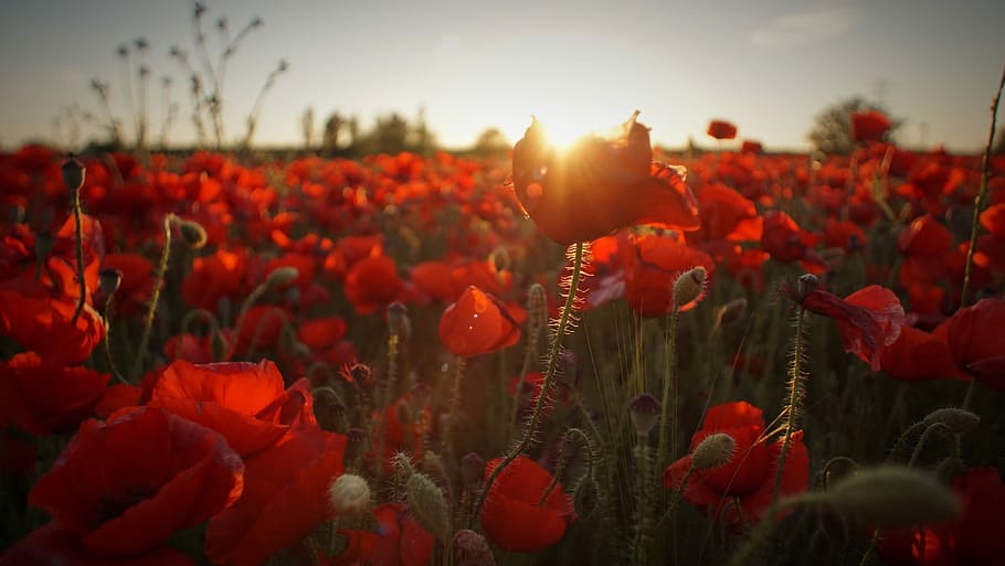 field of red flowers during golden hour, shallow focus photography of red poppy flower fields during daytime, HD wallpaper