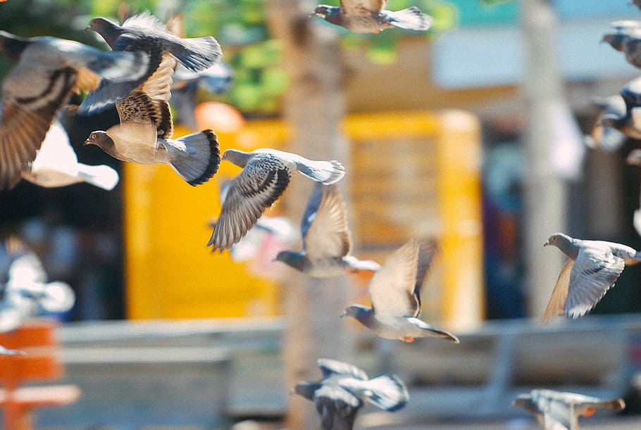 Flying pigeons, animals, bird, no people, motion, day, industry HD wallpaper