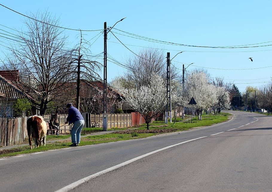 street, village, cow, transportation, sky, road, plant, electricity, HD wallpaper