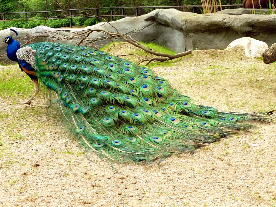 green tail Peacock, male peacock, bird, animal, feather, plumage, HD wallpaper
