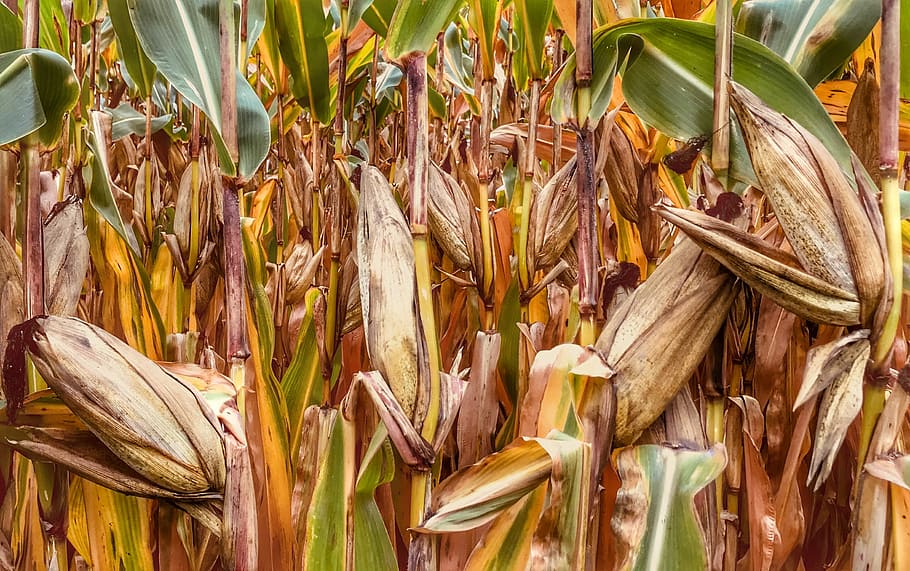corn, feed, autumn, food, agriculture, harvest, organic, plant HD wallpaper