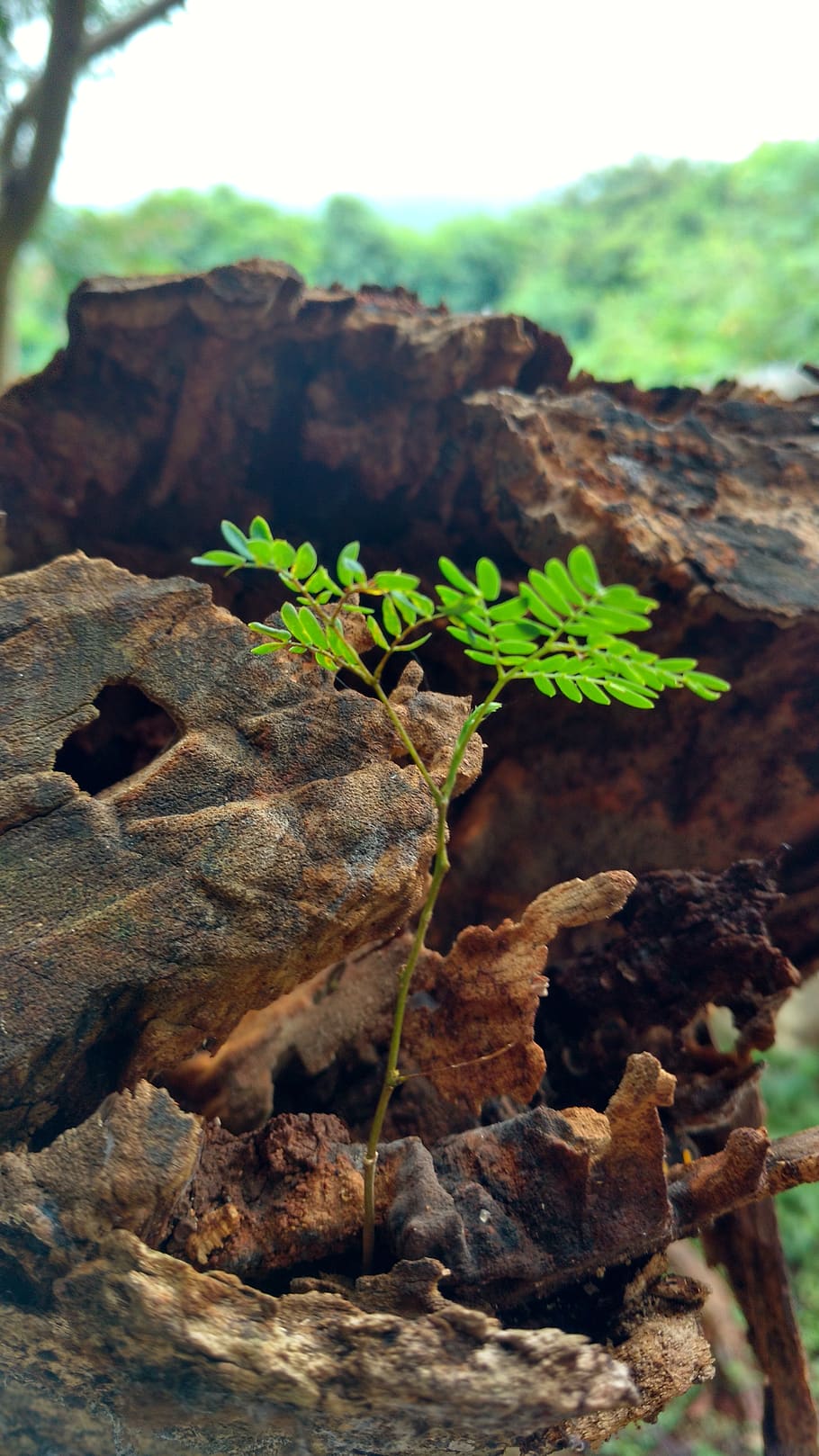 small plants, tree, big tree, plant part, leaf, growth, nature HD wallpaper