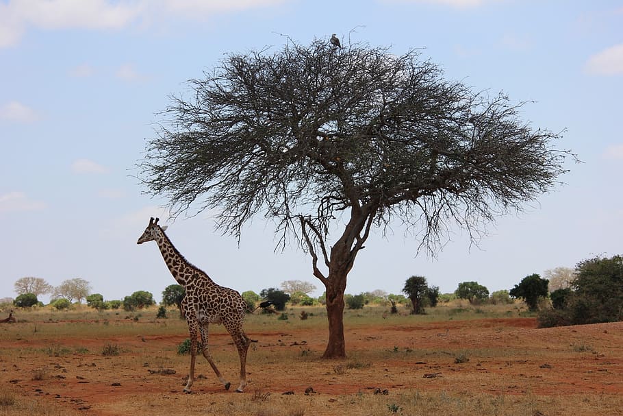 giraffe, safari, kenya, africa, safari Animals, savannah, wildlife, HD wallpaper