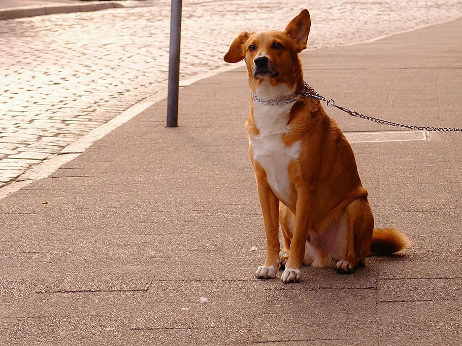 Page 2 | dog on a leash 1080P, 2K, 4K, 5K HD wallpapers free download