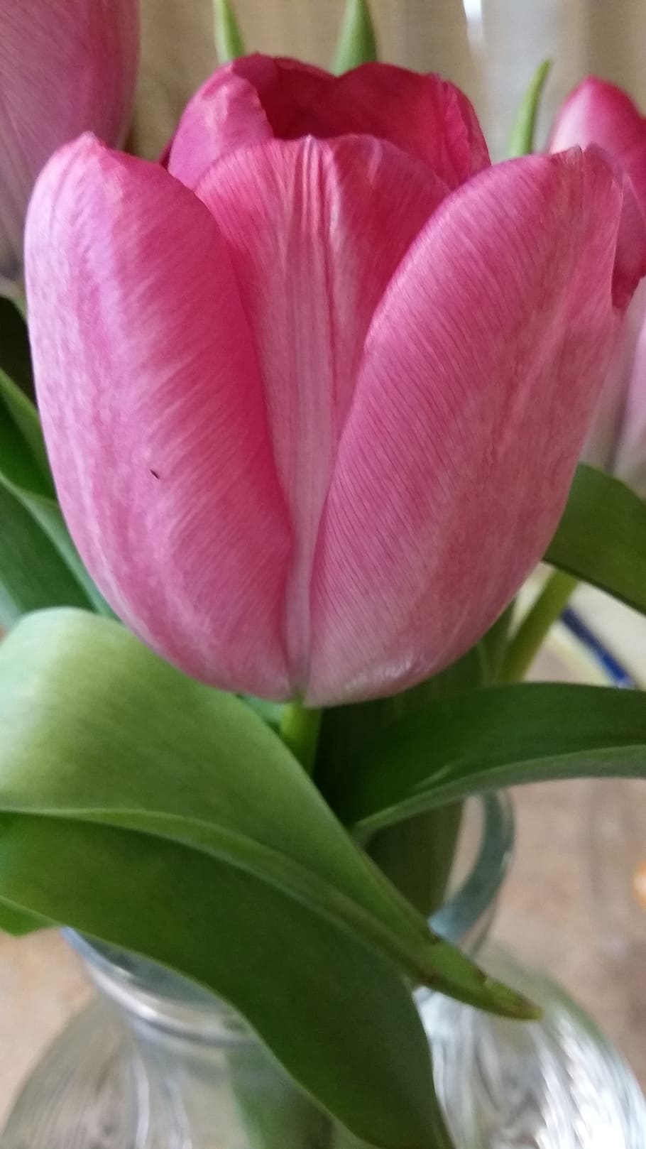 flower, pink, green, nature, blossom, color, leaf, fresh, plant HD wallpaper
