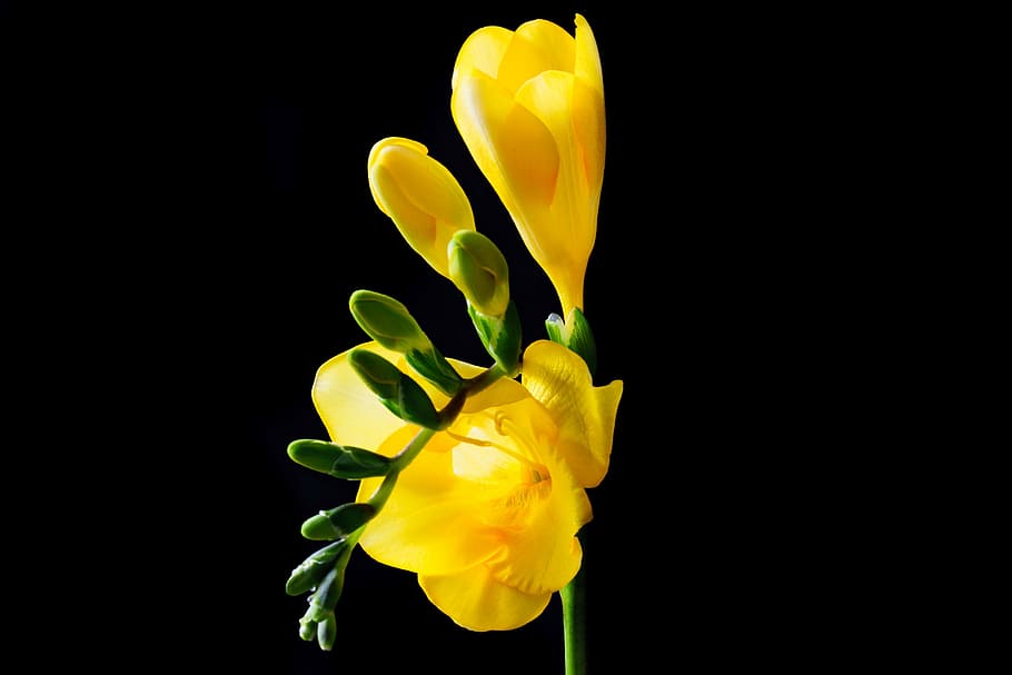 yellow freesia flower, blossom, bloom, spring, close, colorful, HD wallpaper