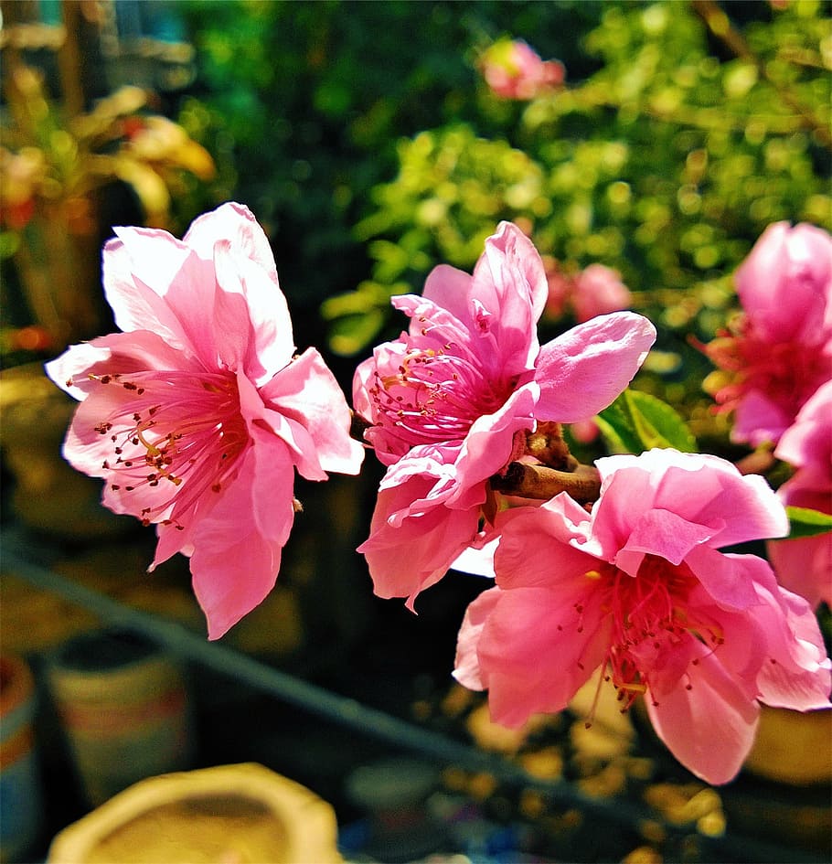pink, flowers, pots, garden, flowering plant, pink color, petal HD wallpaper