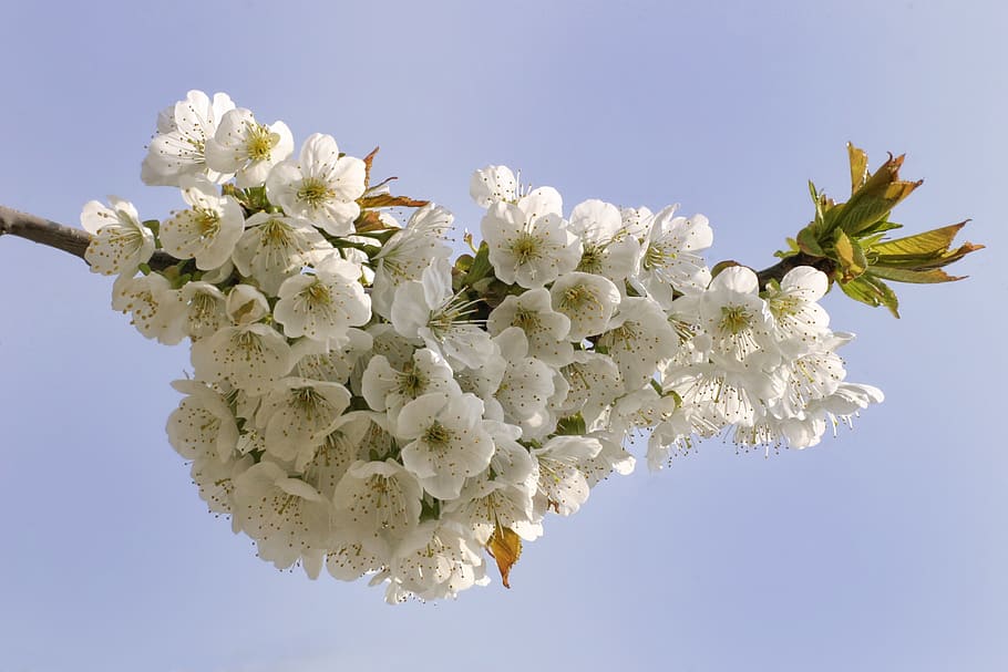 spring, flowering trees, flowers, cherry blossoms, plant, flowering plant HD wallpaper