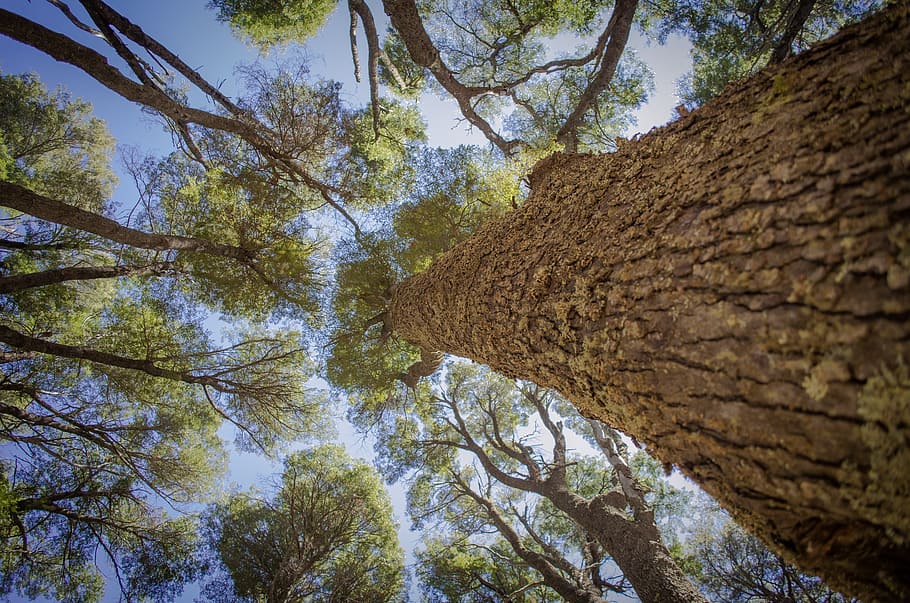 tree, leaves, sky, branch, coihue, nature, trees, outbreak HD wallpaper