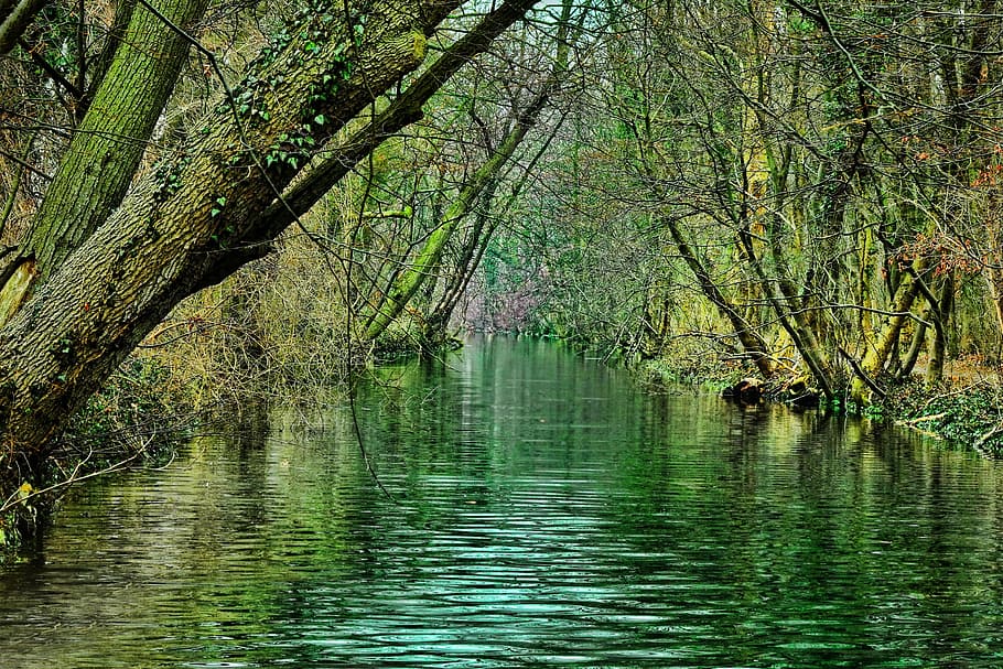 river surrounded by green trees, nature, waters, wood, reflection HD wallpaper