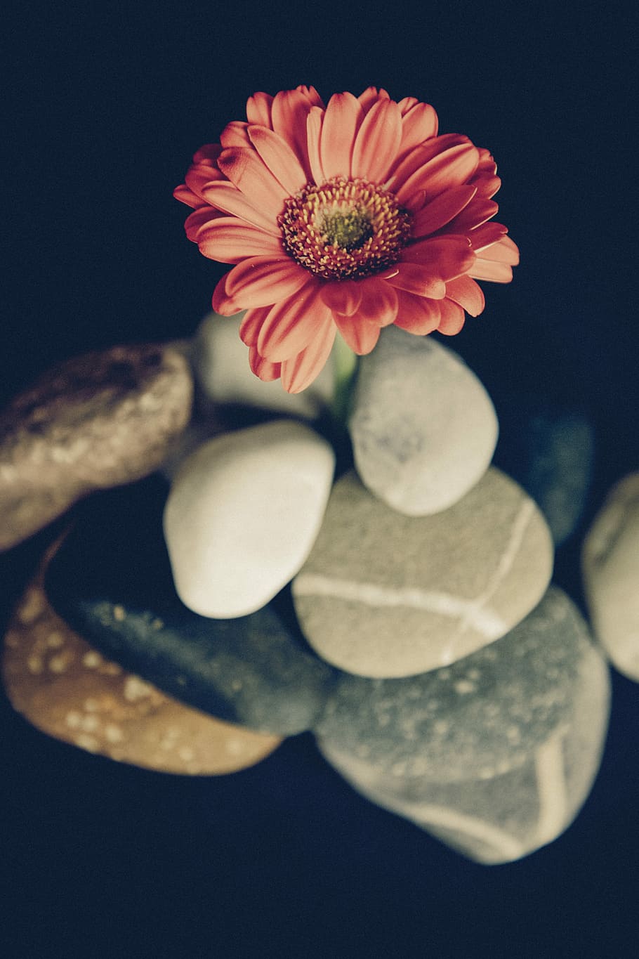 focus photo of red daisy on rock formation, shallow focus photography of pink flower and stones, HD wallpaper