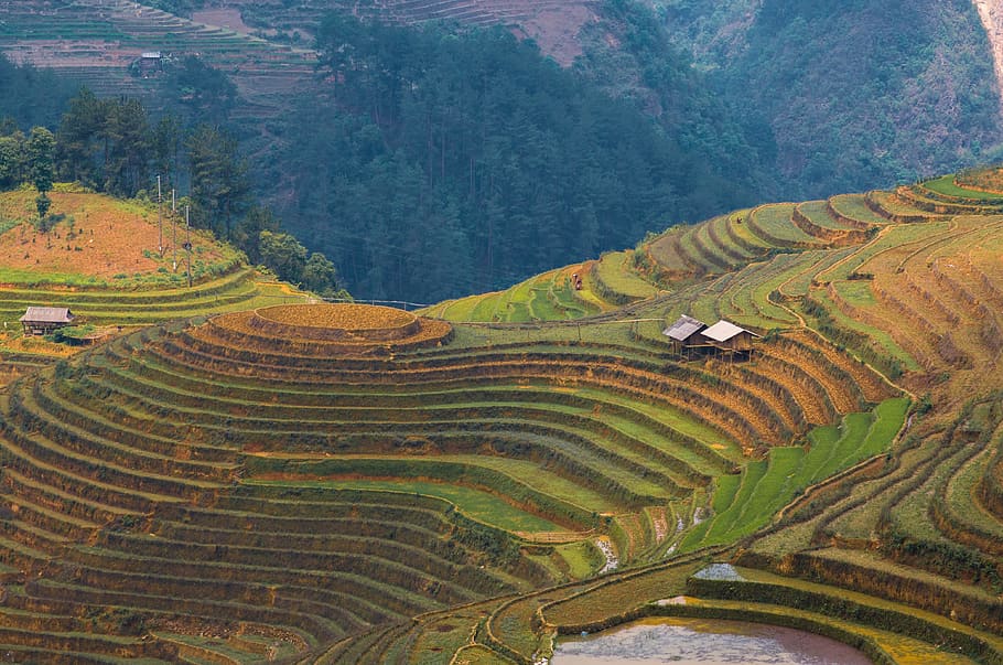 landscape, terraces rice field, la pan tan, mu cang chai, vietnam, HD wallpaper