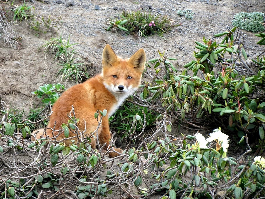 brown fox and green leafed plants, Fox, Moth, Predator, Wild Beast HD wallpaper