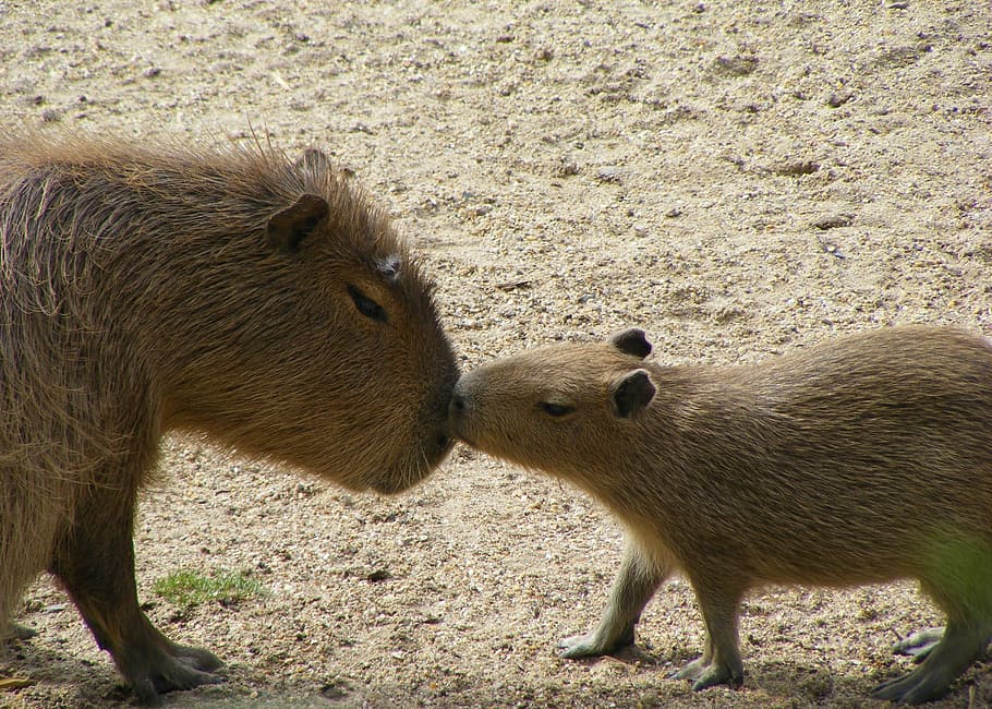 Capybaras Gallery HD wallpaper  Pxfuel