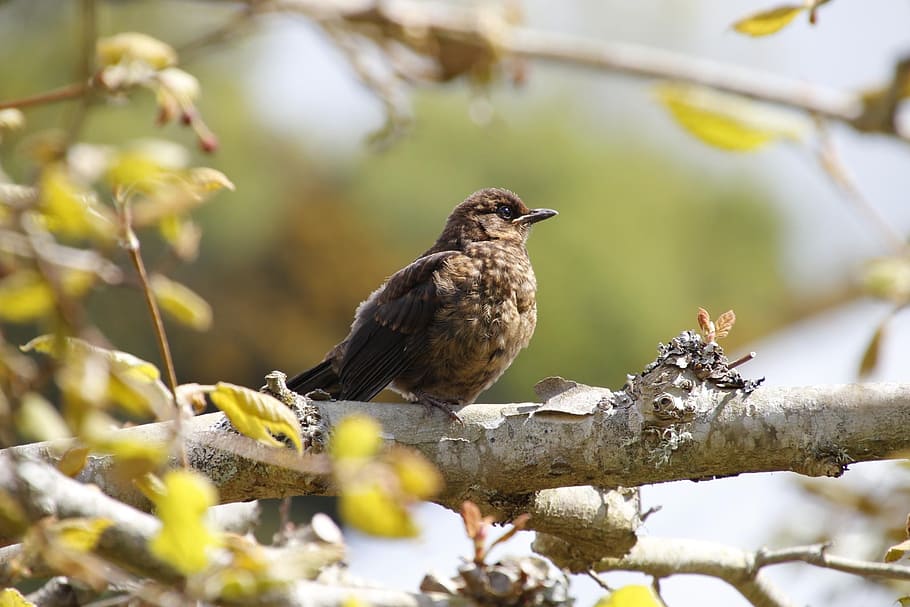 bird, brown, tree, green, nature, wildlife, fauna, beak, branch HD wallpaper