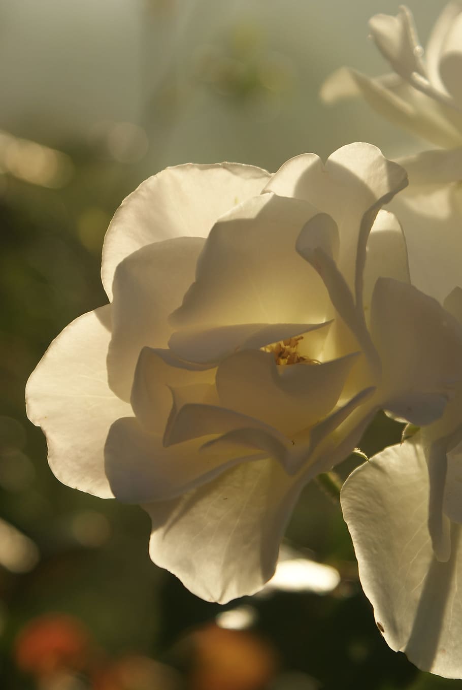 white petal flower, rose, wild rose, shrub, nature, blossom HD wallpaper