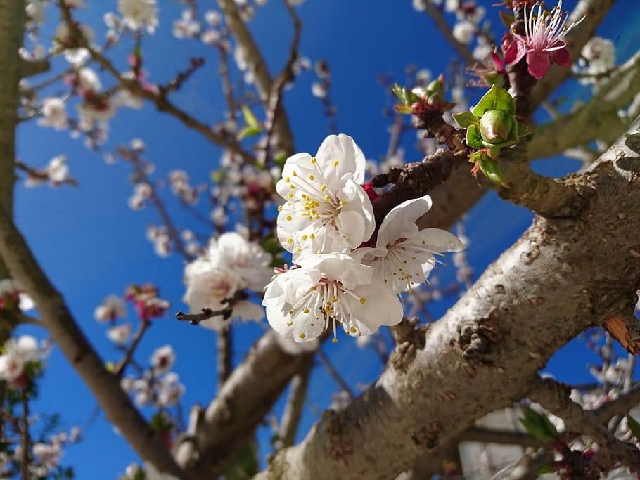 tree, branch, flower, cherry, flora, nature, blue, sky, plant HD wallpaper
