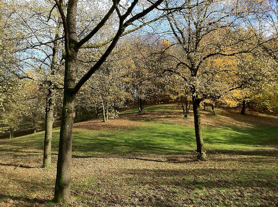 munich, westpark, trees, slope, leaves, autumn mood, green, HD wallpaper