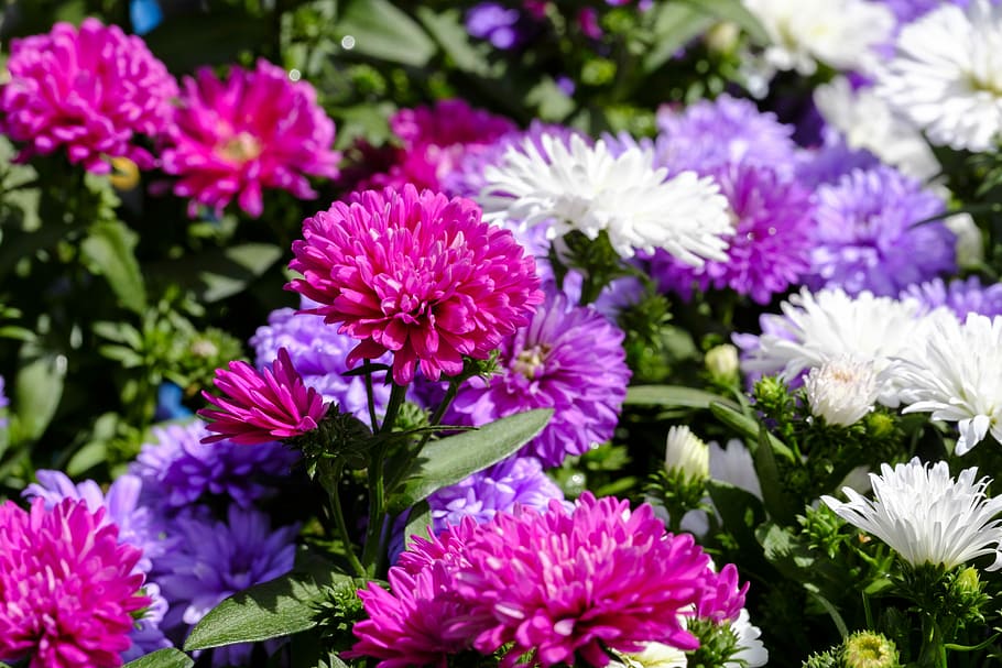 asters, dwarf asters, composites, asteraceae, ornamental plant HD wallpaper