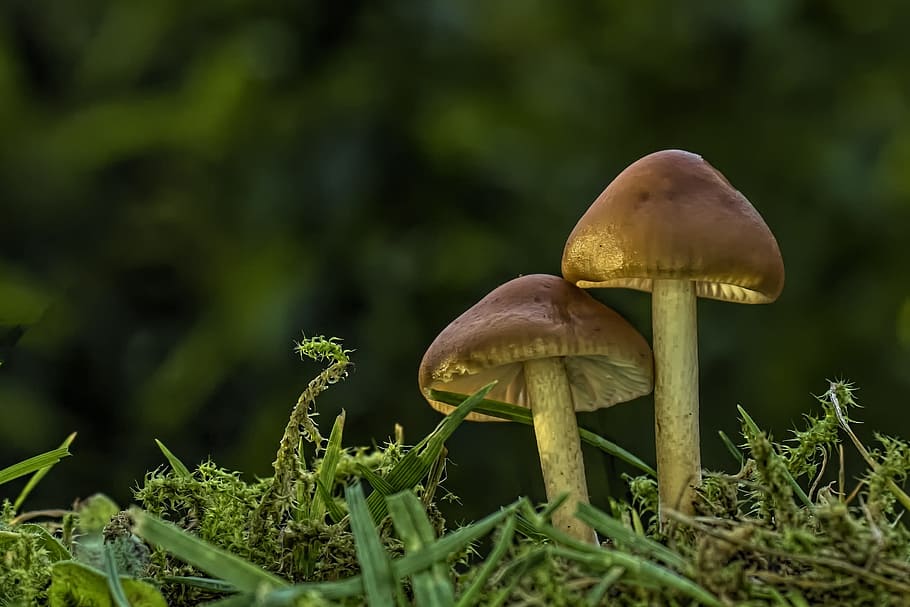 mushroom, small mushroom, lamellar, mini mushroom, mushroom group, HD wallpaper